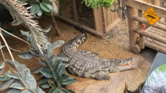 Man Arrested After Disturbing Incident In Crocodile Enclosure Leaves Boy Critically Injured