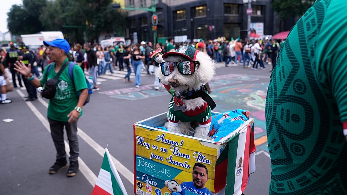 Meet Osito, the rescue dog winning hearts at the World Cup