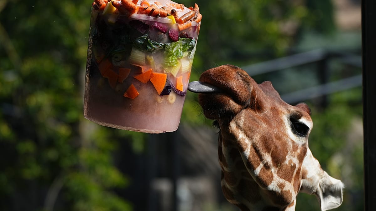 Frozen feasts and cool pools help Rome zoo animals survive heatwave