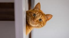 Pet-Friendly Rental Searches Plummet After New Law Changes in England