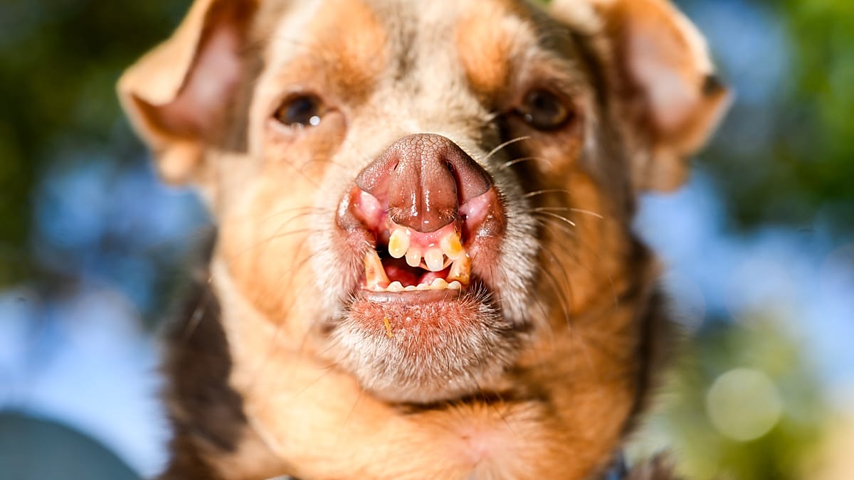 World’s Ugliest
