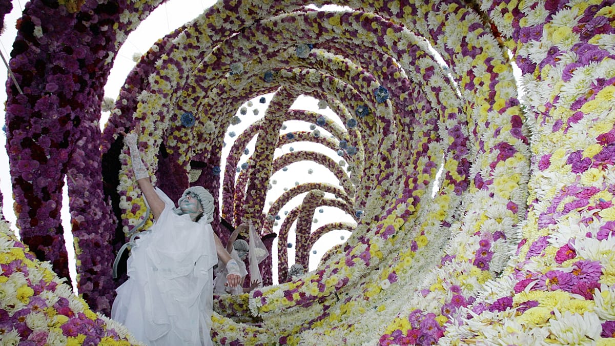 400,000 Dahlias