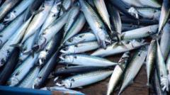 Supermarkets Shift to Jack Mackerel Amid Skimpflation Concerns!
