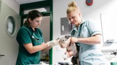 Vet Prescription